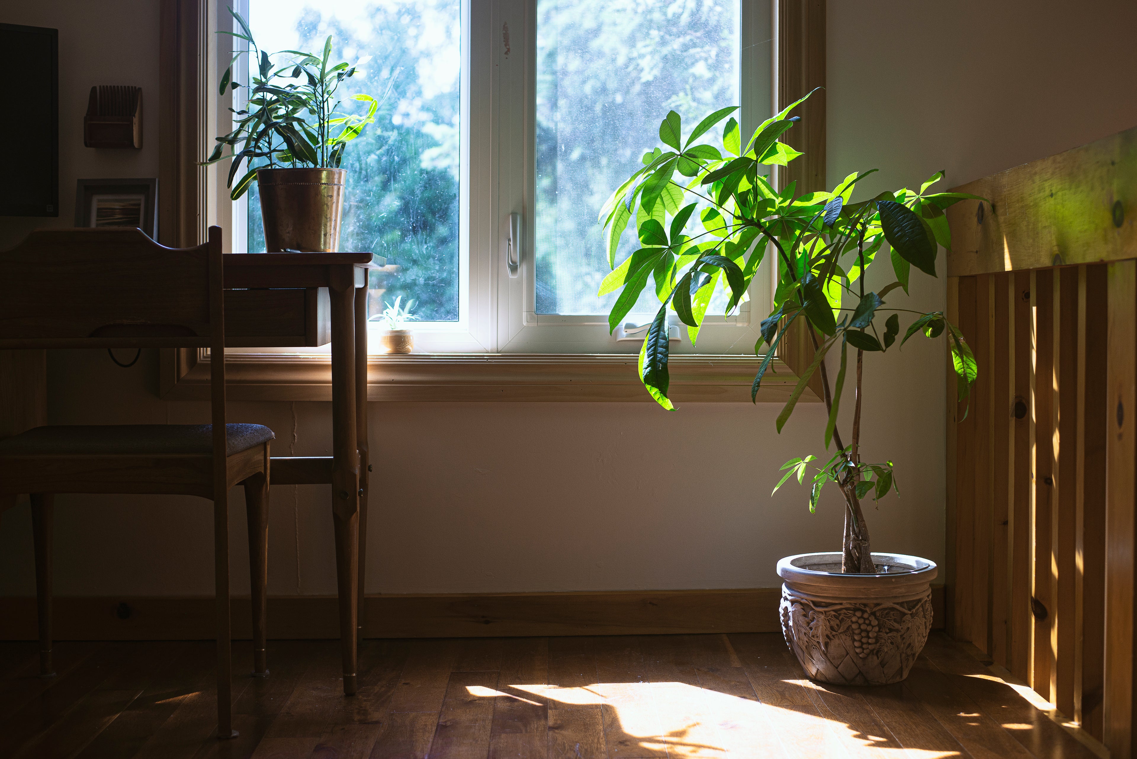 Bring Nature Into Your Space